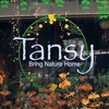 Tansy gallery