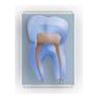 Boston Endodontics gallery