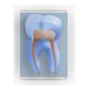 Boston Endodontics - Endodontists