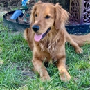 Professional Paws - Pet Services
