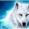 white wolf remodeling gallery