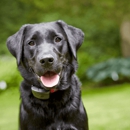 Fido's Fences - Fence Repair