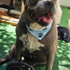 Baxter's Barks & Bubbles gallery