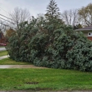 Steel Roots Tree Services - Tree Service