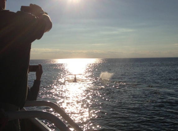 Hyannis Whale Watcher Cruises - Barnstable, MA