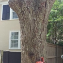 Joe Webster Tree Care - Tree Service