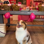 Woof Gang Bakery & Grooming Aventura