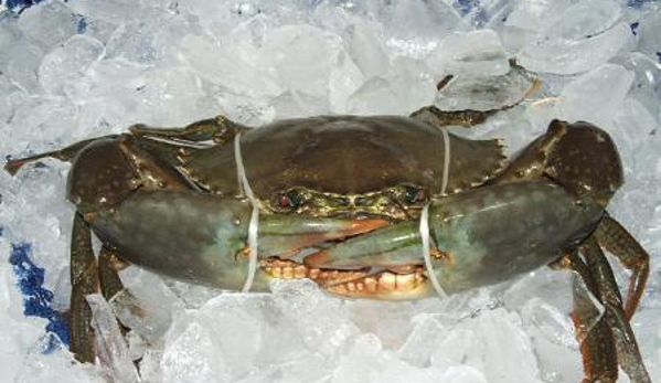 Urangan Fisheries - Callemondah, QLD