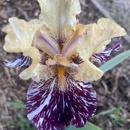 Bloomer-Rang Iris Farm - Garden Centers