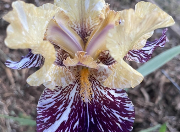 Bloomer-Rang Iris Farm - Kirkland, AZ