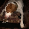 Wachusett Pet Care gallery