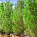 Moon Valley Nurseries - Nurseries-Plants & Trees