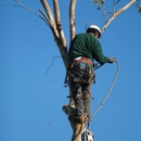 Discount Tree Service - Tree Service