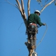 Discount Tree Service