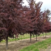 North Branch Nursery gallery