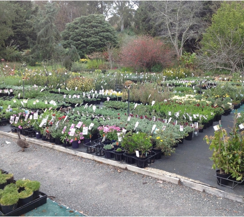 Tupelo Grove Nursery Pty Ltd - Mylor, SA