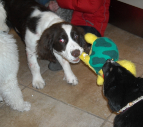 Shiloh Veterinary Hospital - Billings, MT. Puppy play night