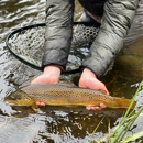 Wild Montana Anglers - Fishing Charters & Parties