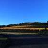 Chalk Hill Estate Vineyards gallery