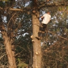 Nate Foster Tree Care gallery