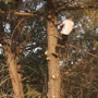 Nate Foster Tree Care