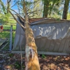 HallMade Tree Service gallery