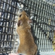 Advanced Wildlife and Pest Control