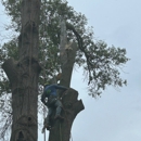 Dream Tree Service - Arborists