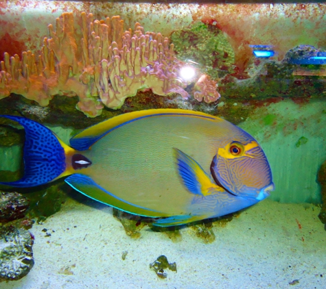 Living Reef Aquariums - Oakland Park, FL