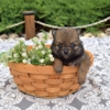 Hill Top Farm Puppies gallery