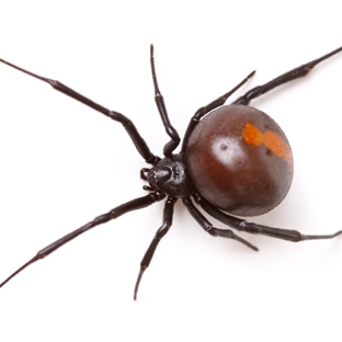 Affordable Pest Control - Nowra, NSW