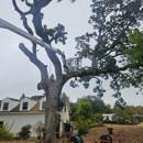 Alan Quality Tree Care - Tree Service