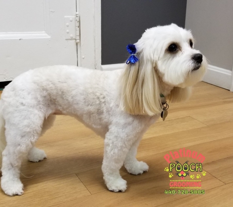 Platinum Pooch Grooming - Cleveland, OH. #STELLA #Cavachon
#ClevelandGrooming #OhioGroomer 
#PlatinumPoochGrooming #WeLoveDirtyPoochies 
#DogGrooming 
#PetGrooming #ClevelandGrooming 
#CatGrooming #DogGroomer #DogHairCut #AnimalLovers #DogHairStyle #OldBrooklynPetGrooming
Contact us 
440-728-5805
www.platinumpoochcle.com