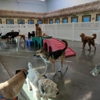 Ruff House Pet Resort gallery