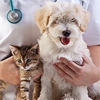 Doylestown Veterinary Hospital & Holistic Pet Care gallery