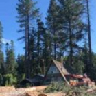 Cedar Falls Tree Service