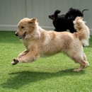 The Dog Stop - Clearwater - Pet Training