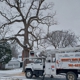 Higley's Tree Service