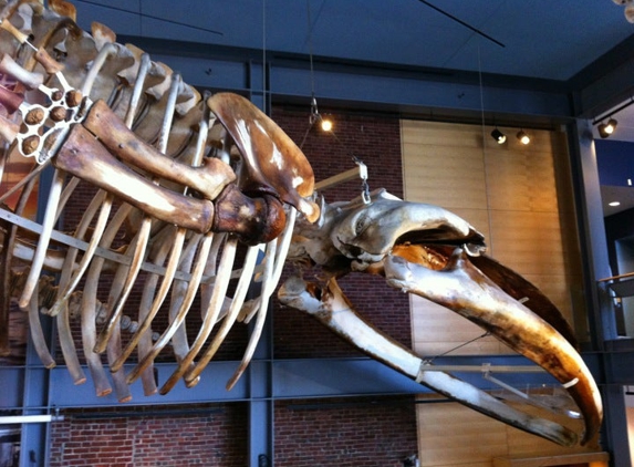 New Bedford Whaling Museum - New Bedford, MA