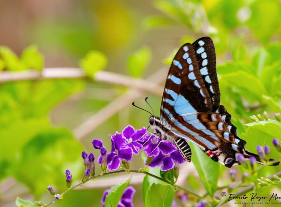 E&T Birding Tours - Gainesville, FL