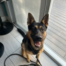 I Wuff You Dog Training and Coaching - Dog Training