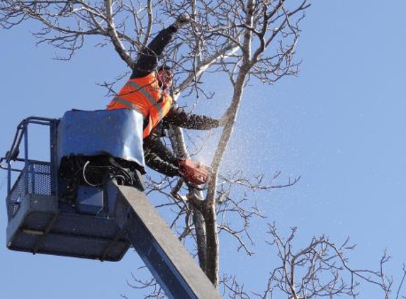 Fayetteville Tree Care Services - Fayetteville, NC