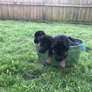 Bañales german shepherds Tampa bay. - Pet Services