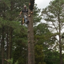 Arbor Quality Tree - Arborists