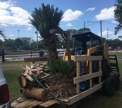 Florida Passion Fruit Vineyard llc - Orlando, FL. Sego palm being transported to replant