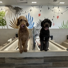 Dirty Dogs Mission Valley