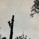 Ventura Tree Service - Tree Service