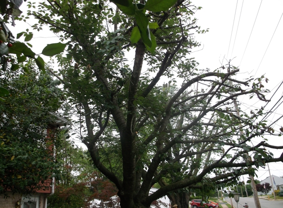 Mike Mitzel's Tree Service - Dover, PA