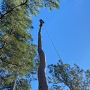 A Integrity Tree Surgeons - Tree Service