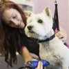 Orange County Mobile Dog Grooming gallery